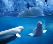 Papel de Parede Belugas