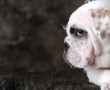 Papel de Parede Cachorro com Pérolas