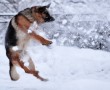 Papel de Parede Pastor Alemão Brincando na Neve