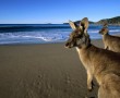 Papel de Parede Cangurus na Praia
