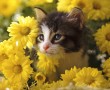 Papel de Parede Gatinho nas Flores