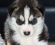 Papel de Parede Filhote de Husky