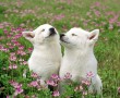 Papel de Parede Cães no Campo de Flores