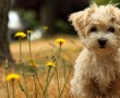 Papel de Parede Filhote de Terrier