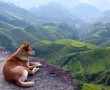 Papel de Parede Cachorro na Pedra no Alto