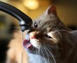 Papel de Parede Gato Bebendo Água da Torneira