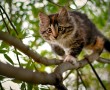 Papel de Parede Gato na Árvore