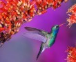 Papel de Parede Beija-Flor