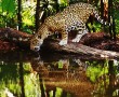Papel de Parede Jaguar Bebendo Água