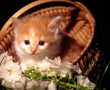 Papel de Parede Gatinho na Cesta de Flores