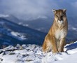 Papel de Parede Puma na Neve