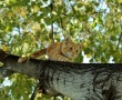 Papel de Parede Gato Subindo na Árvore