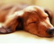 Papel de Parede Cão Dormindo
