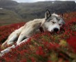 Papel de Parede Husky Cansado