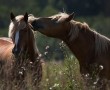 Papel de Parede Cavalos Selvagens