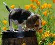 Papel de Parede Cãozinho Cheirando Flores