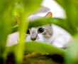 Papel de Parede Gatinho Entre Folhas