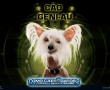 Papel de Parede Cão Geni-Au – Como Cães e Gatos