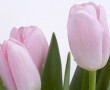 Papel de Parede Tulipas Rosas