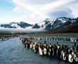 Papel de Parede Pinguins Chegando na Água