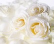 Papel de Parede Rosas Brancas