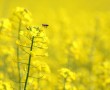 Papel de Parede Abelha no Campo Amarelo