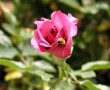 Papel de Parede Abelha na Rosa