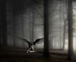 Papel de Parede Anjo – Na Floresta