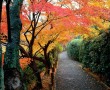Papel de Parede Japão – Cores de Outono