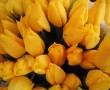 Papel de Parede Tulipas Amarelas