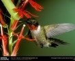 Papel de Parede Beija-Flor na Natureza