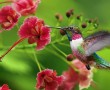 Papel de Parede Beija-Flor e a Flor