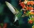 Papel de Parede Beija-Flor Esverdeado Voando