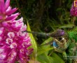 Papel de Parede Beija-Flor com Bico na Flor