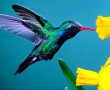 Papel de Parede Beija-Flor Multicolorido