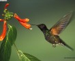 Papel de Parede Beija-Flor – Beijando