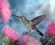 Papel de Parede Beija-Flor – Passarinho