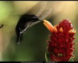 Papel de Parede Beija-Flor – No Ar