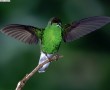 Papel de Parede Beija-Flor – Verde