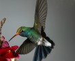 Papel de Parede Beija-Flor – Na Flor