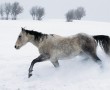Papel de Parede Cavalo – Correndo na Neve