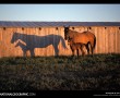 Papel de Parede Cavalo – Sombra
