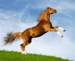 Papel de Parede Cavalo – Salto