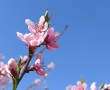 Papel de Parede Flor de Cerejeira no C茅u Azul
