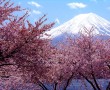 Papel de Parede Cerejeiras e Monte Fuji