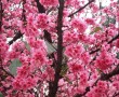 Papel de Parede Flores de Cerejeira Rosa