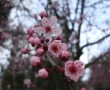 Papel de Parede Flores e Bot玫es de Cerejeira