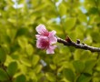 Papel de Parede Flores de Cerejeira na Ponta do Galho