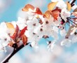 Papel de Parede Flores de Cerejeira Branca