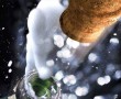 Papel de Parede Champagne – Estourando